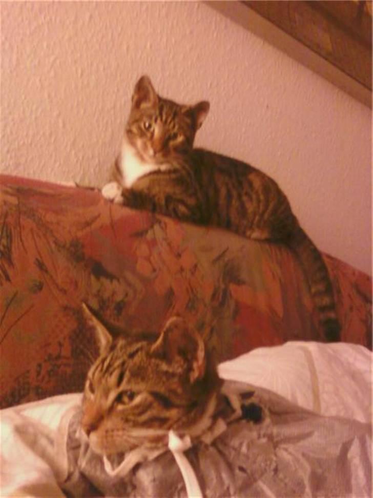 Huskat Frede billede 6