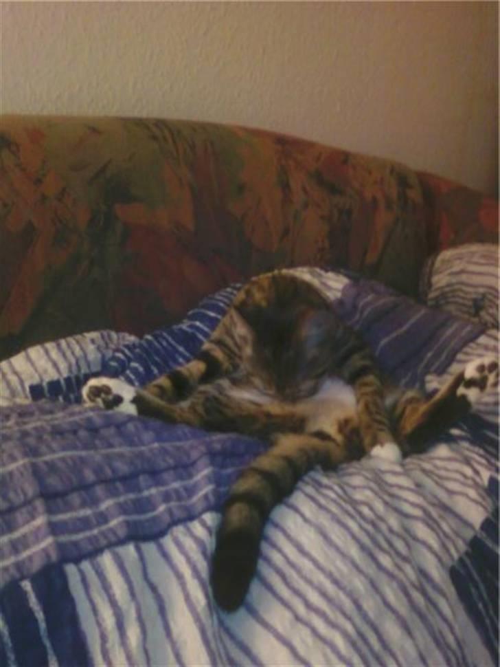 Huskat Frede - se hvd jeg kan, se hvad jeg kan, kom nu se det alle mand billede 7