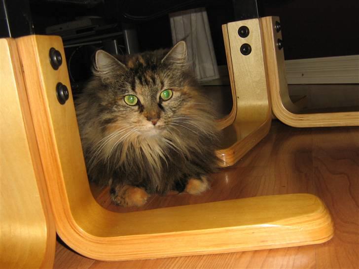 Norsk Skovkat Pjuske billede 8