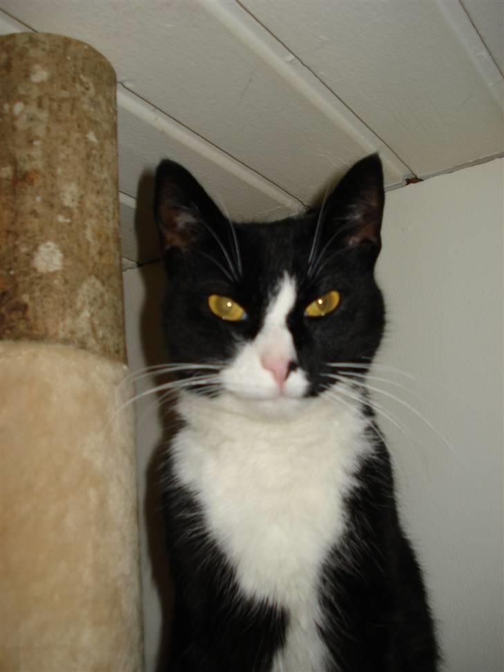 Huskat Molly R.I.P <3 - <3 smuk (: billede 9