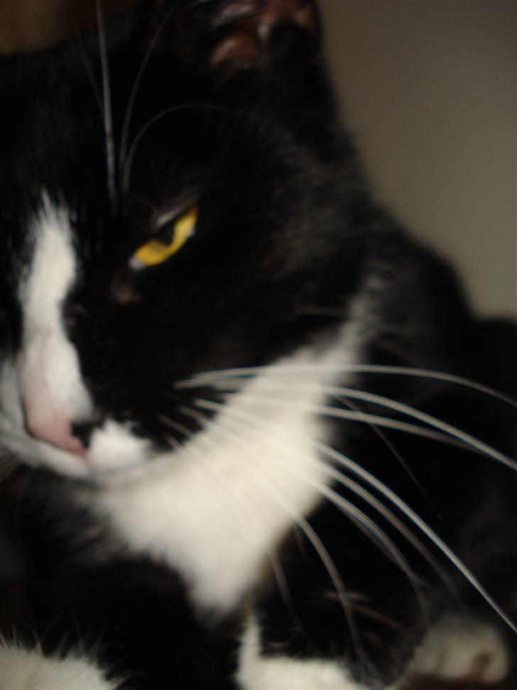 Huskat Molly R.I.P <3 - Lidt træt ? (: billede 10