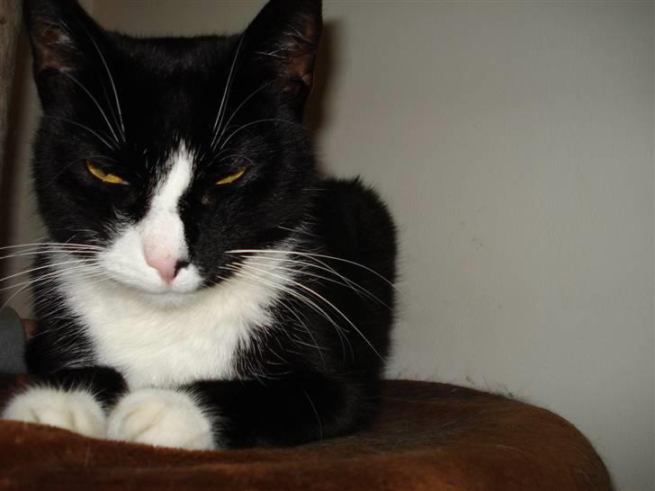 Huskat Molly R.I.P <3 - <3 billede 11