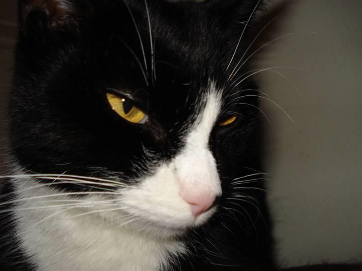 Huskat Molly R.I.P <3 - <3 billede 12