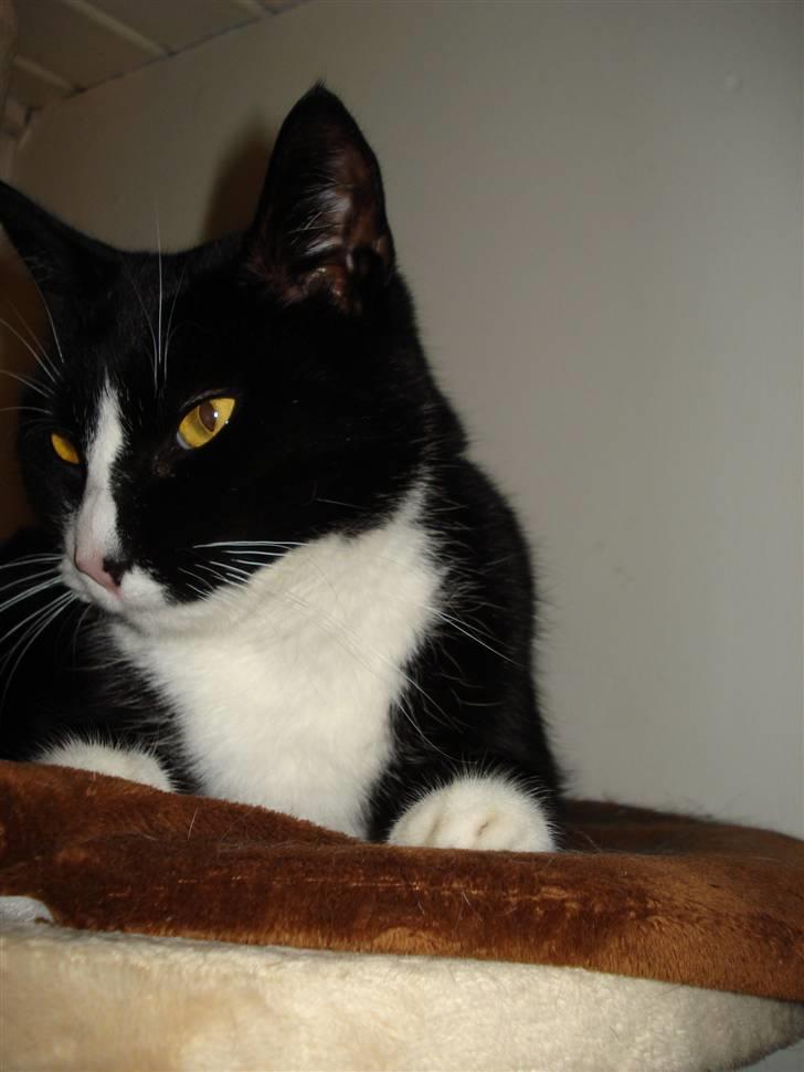 Huskat Molly R.I.P <3 - <3 billede 13