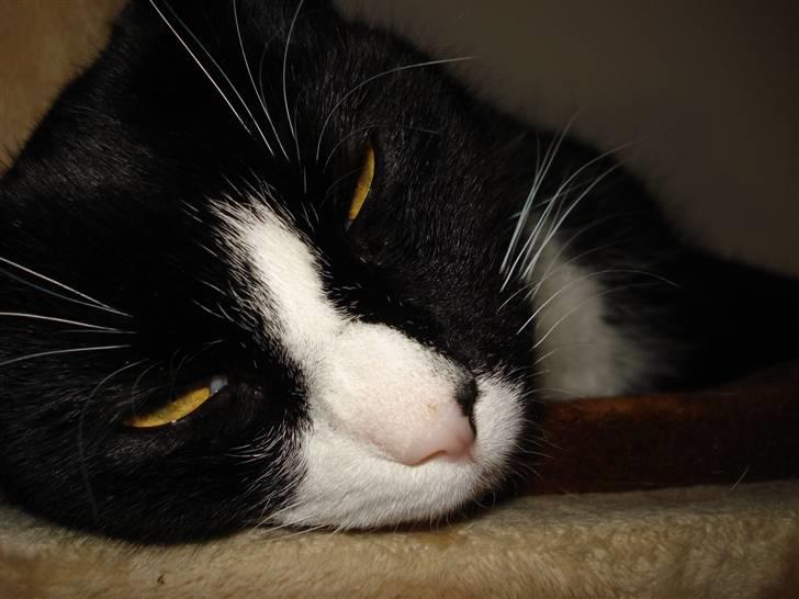 Huskat Molly R.I.P <3 - zzZZzz jeg sover (: billede 14