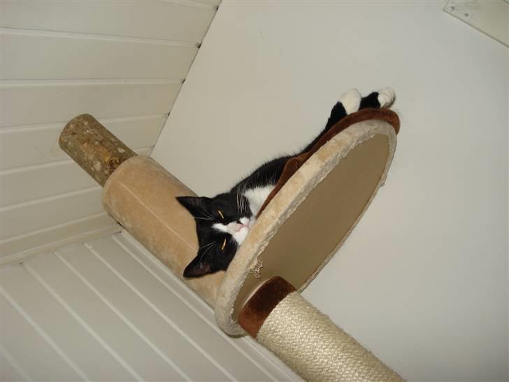 Huskat Molly R.I.P <3 - Molly´s ynglings plads (; billede 15