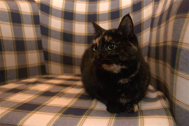 Huskat lilli billede 16