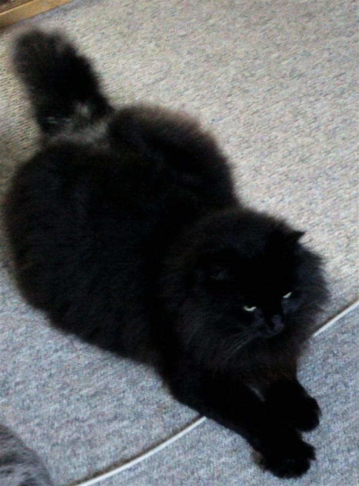 Maine Coon DJ - Uuh, hvad er det?  billede 9