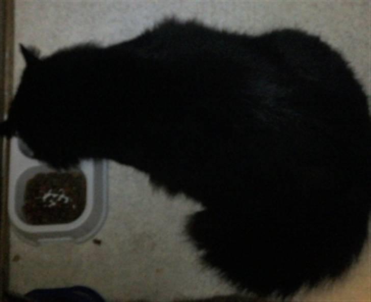 Maine Coon DJ - MIT!!!!!!! billede 10