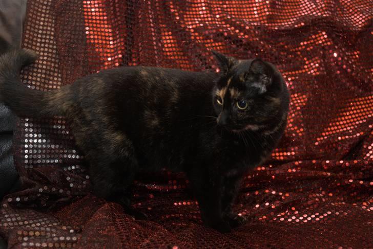 Huskat lilli billede 17