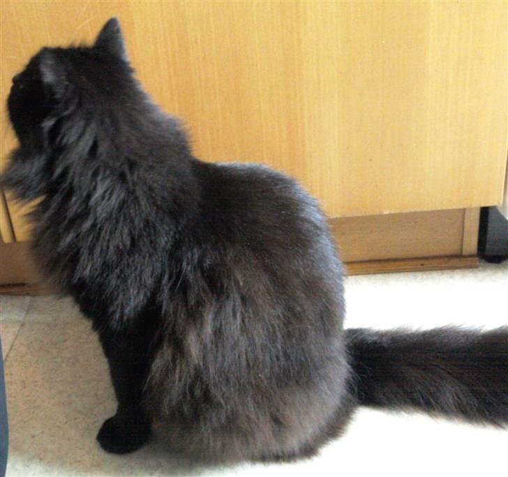 Maine Coon DJ - Er det mon mad til mig?  billede 11