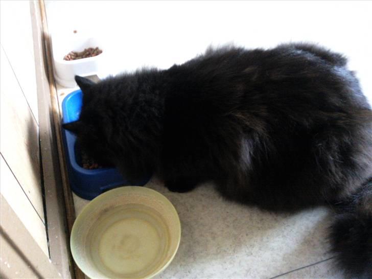 Maine Coon DJ - *Nam nam nam* billede 12