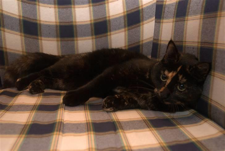 Huskat lilli billede 18