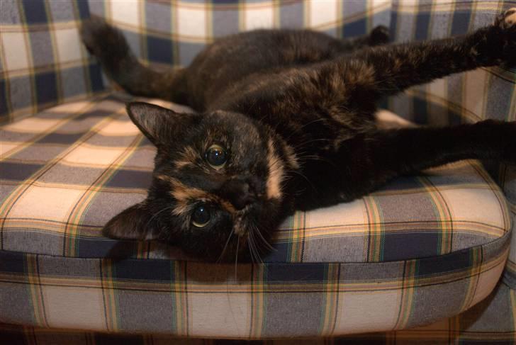 Huskat lilli billede 19