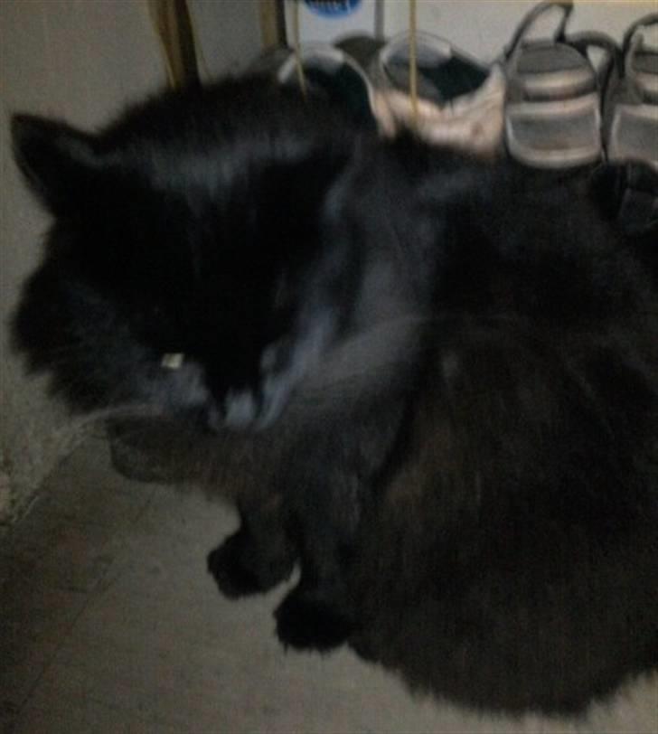 Maine Coon DJ - Kommer der snart nogle og åbner den dør? -_- billede 13