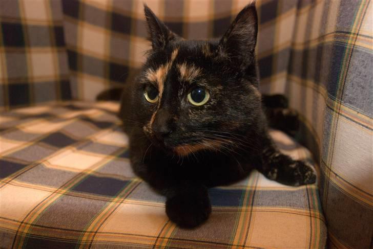 Huskat lilli billede 20