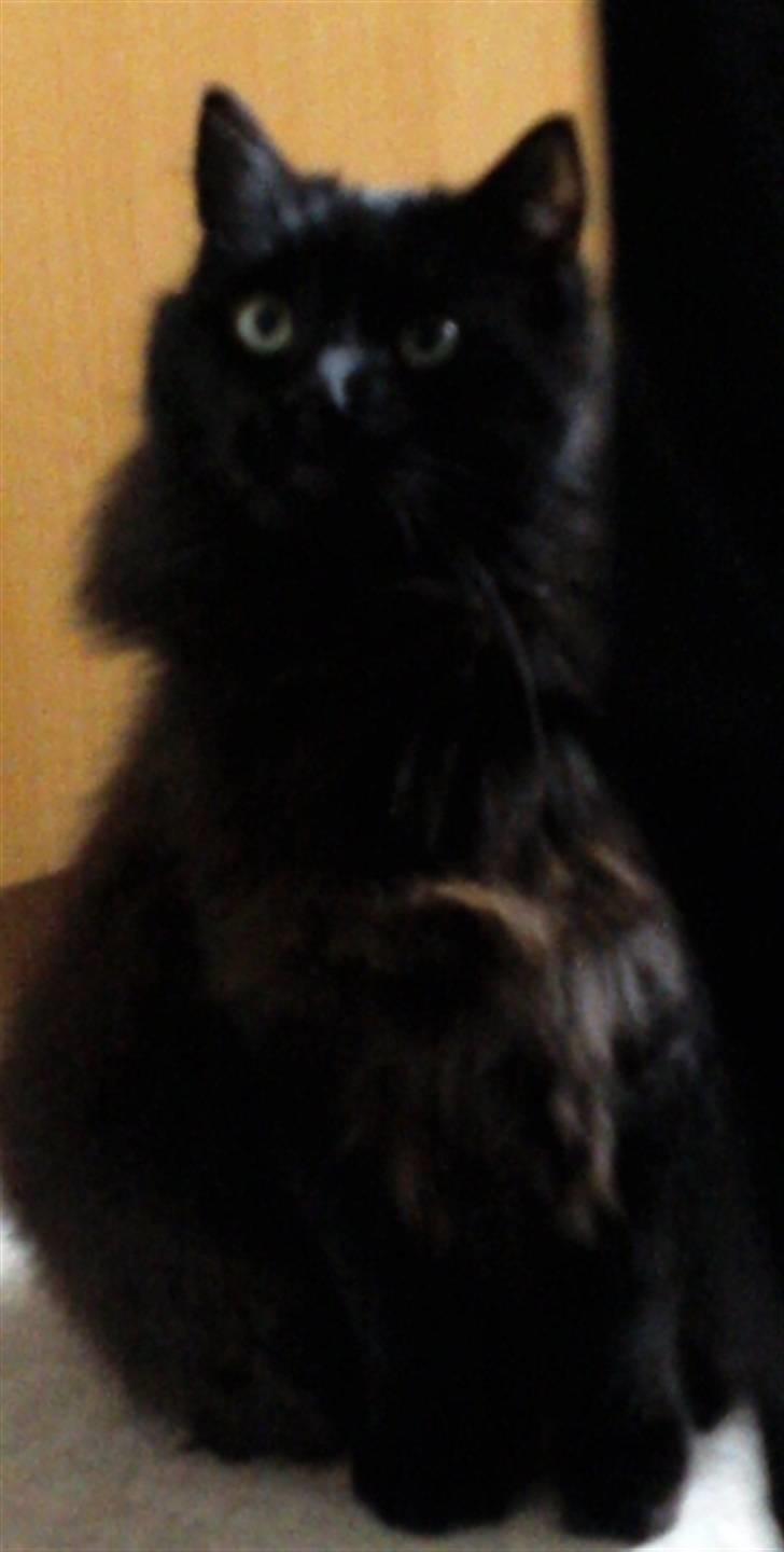 Maine Coon DJ - Mad?! o; billede 14