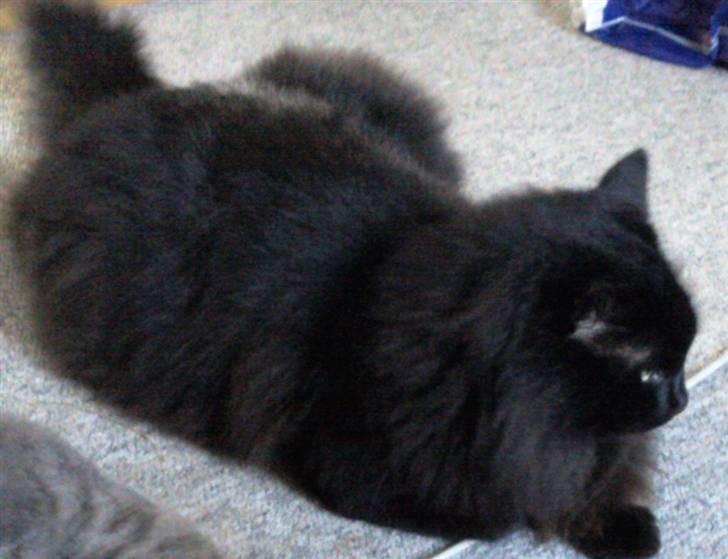 Maine Coon DJ - Nu vil jeg slappe lidt af, igen! billede 15