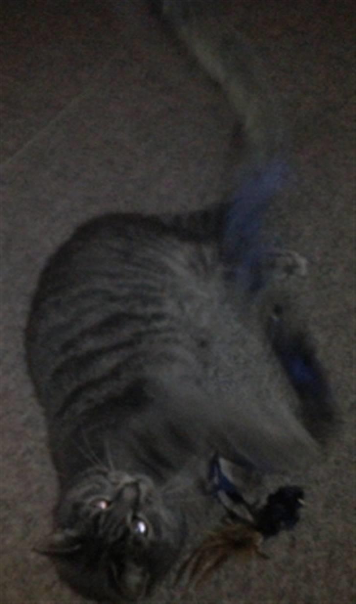 Huskat Charlie billede 9