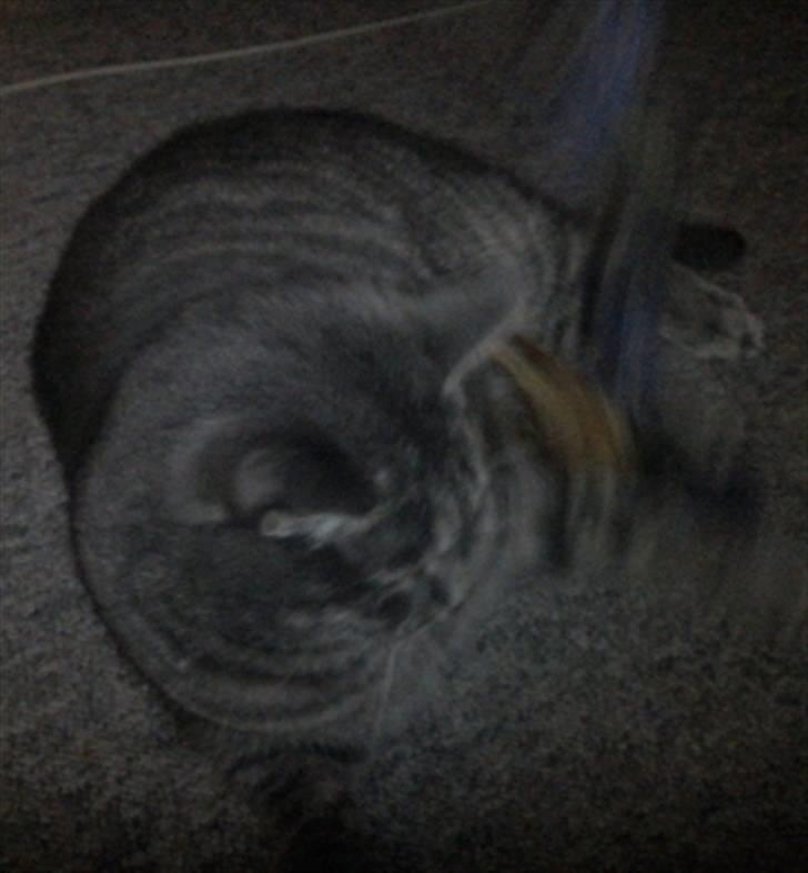 Huskat Charlie billede 10