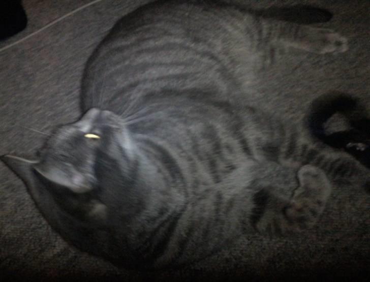 Huskat Charlie billede 11