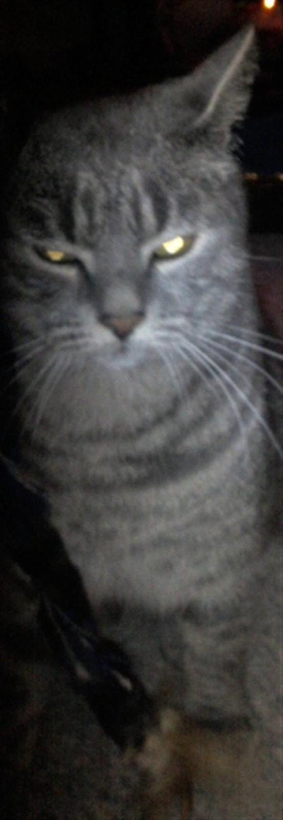 Huskat Charlie billede 12