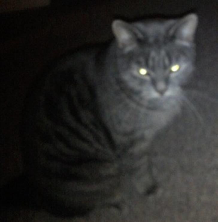 Huskat Charlie billede 13