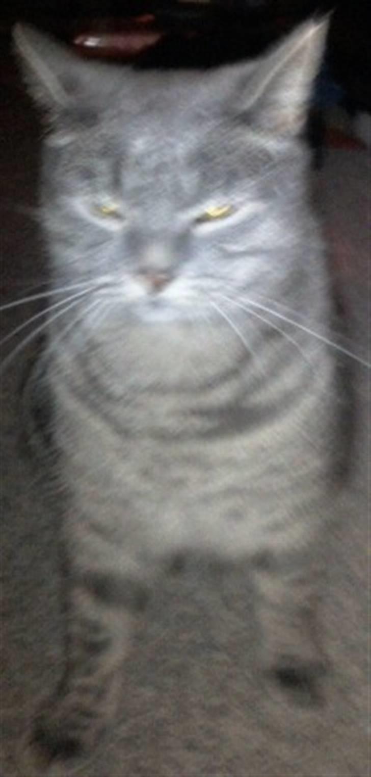 Huskat Charlie billede 14