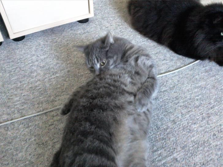 Huskat Charlie billede 15