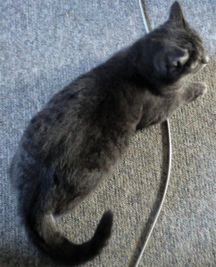 Huskat Charlie billede 16