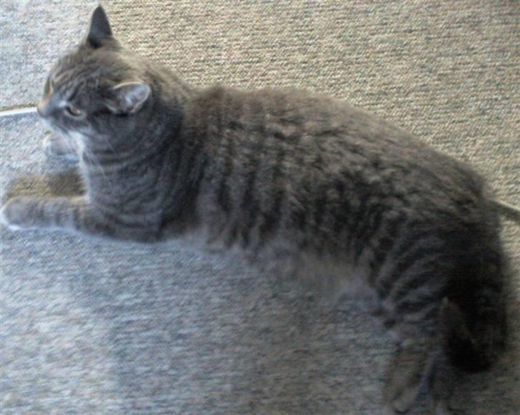 Huskat Charlie billede 17