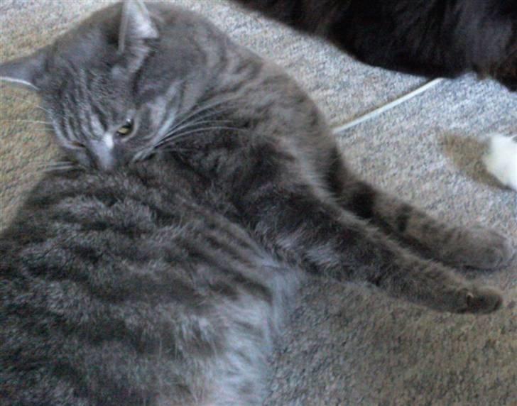 Huskat Charlie billede 18