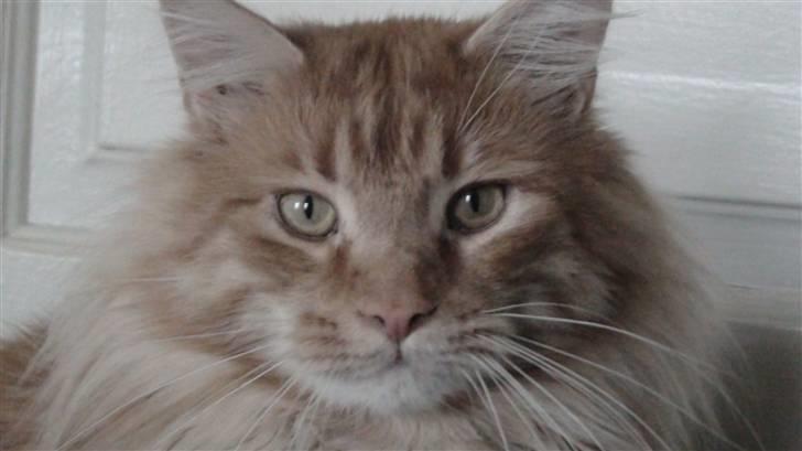 Maine Coon tiger billede 1