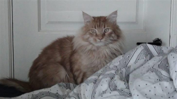 Maine Coon tiger billede 3