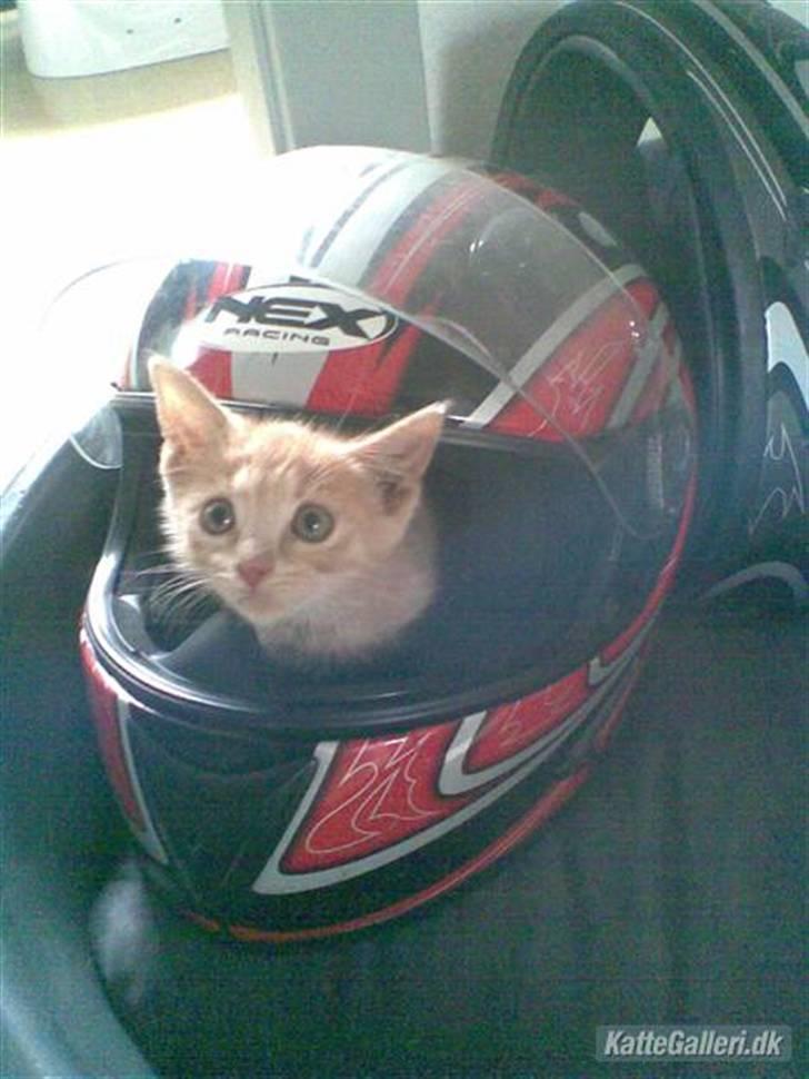 Huskat Mister/Psyko Mis billede 1