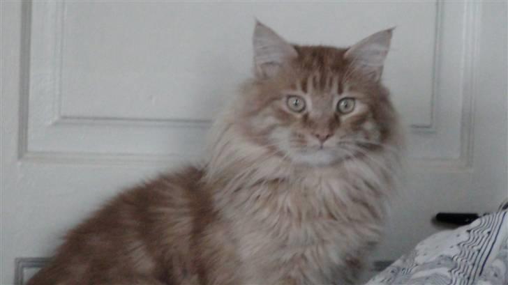 Maine Coon tiger billede 4