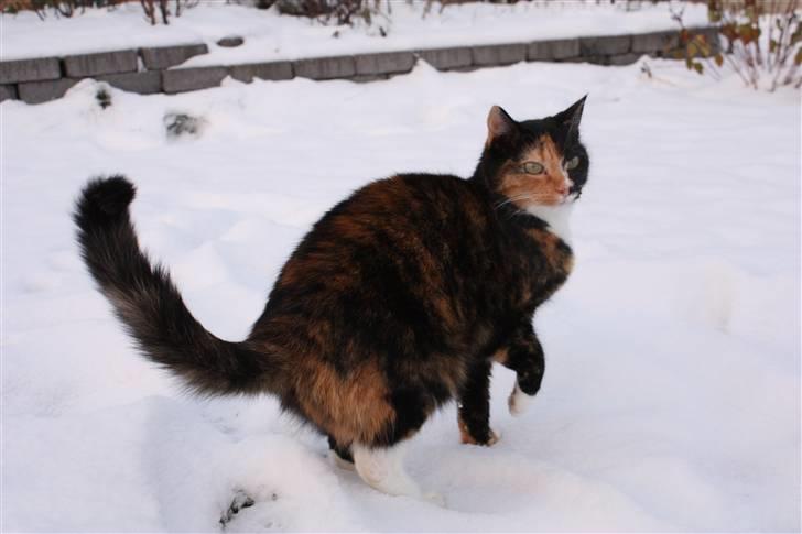 Huskat Kira - Herlige vinter billede 7