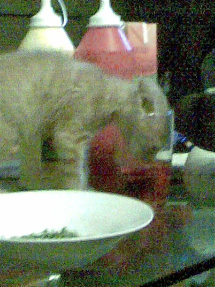 Huskat Mister/Psyko Mis billede 2