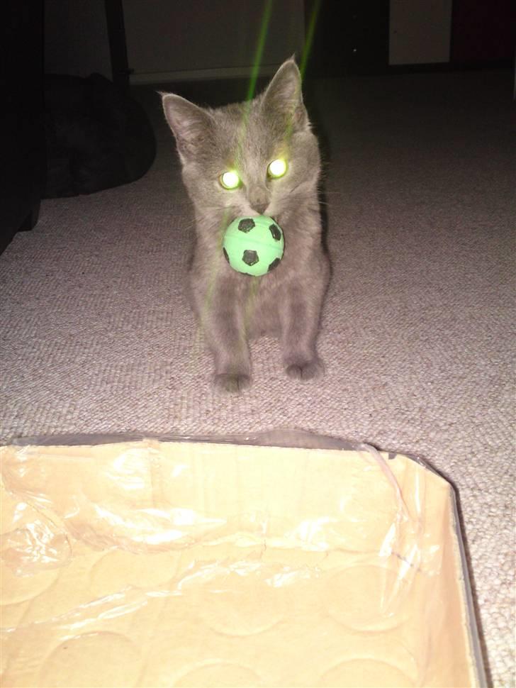 Huskat Gismo R.I.P billede 2