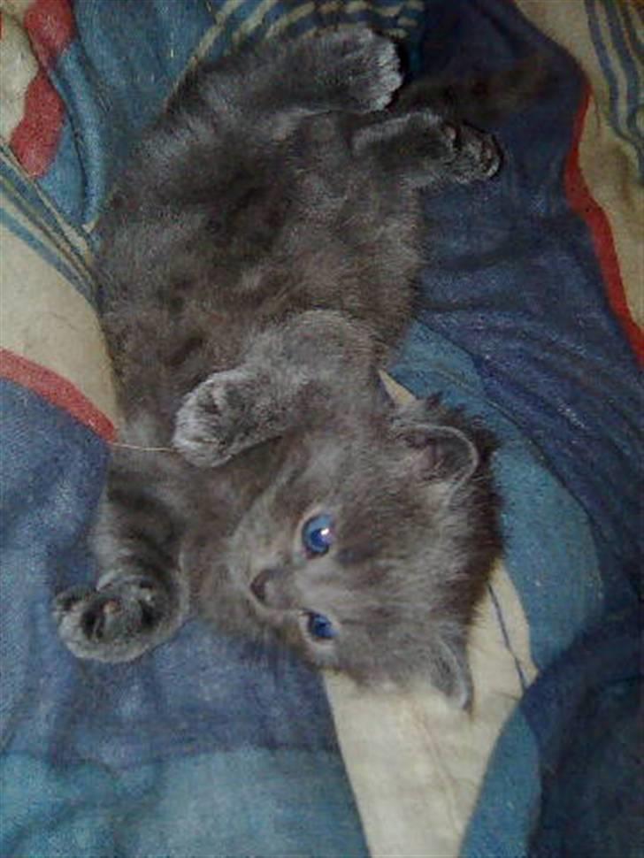 Huskat Gismo R.I.P billede 3