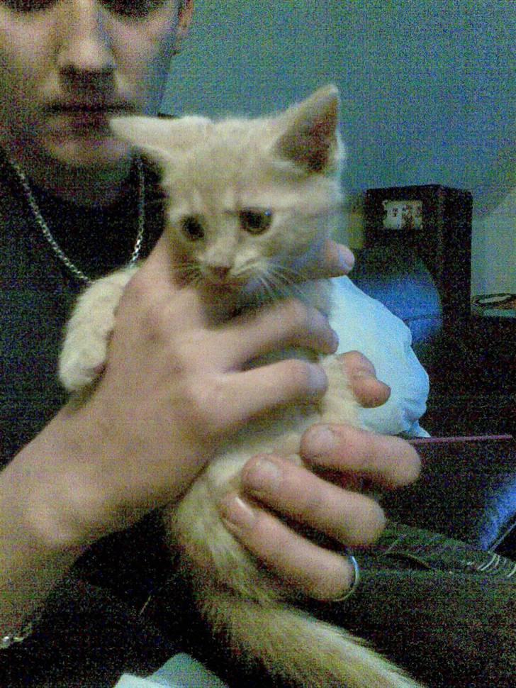 Huskat Mister/Psyko Mis billede 3