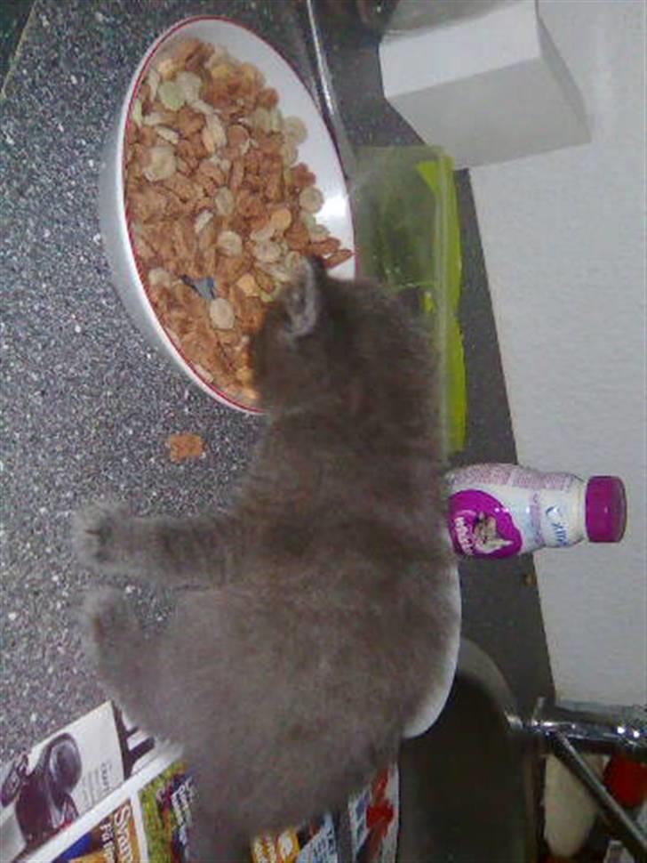 Huskat Gismo R.I.P billede 4