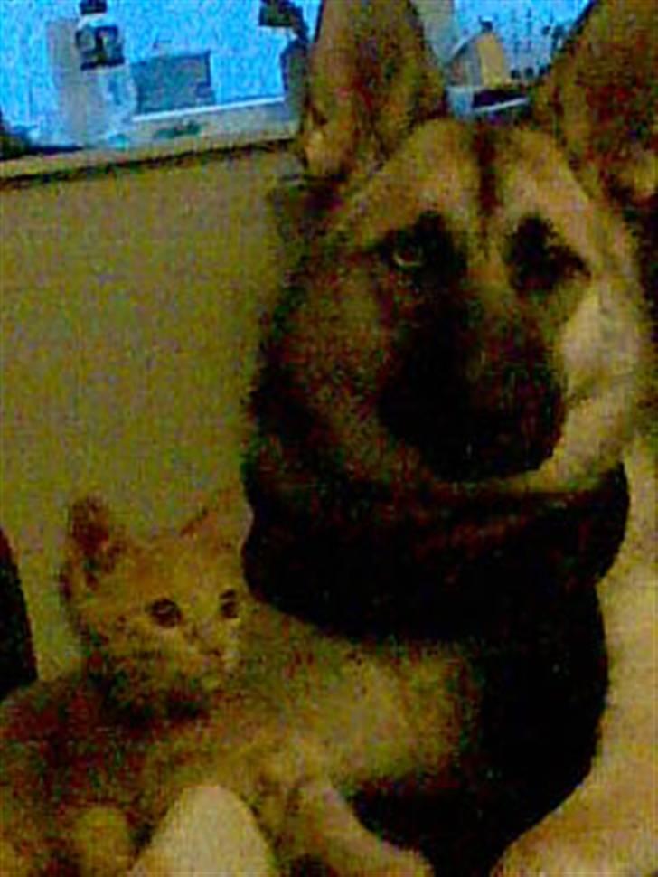 Huskat Mister/Psyko Mis billede 4