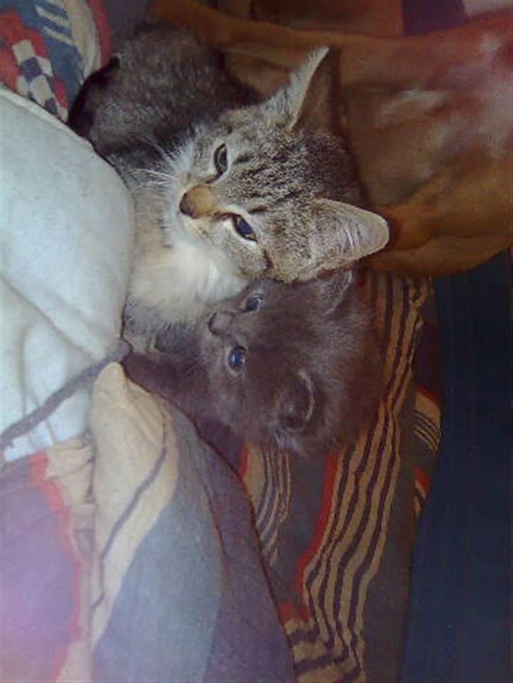 Huskat Gismo R.I.P billede 5