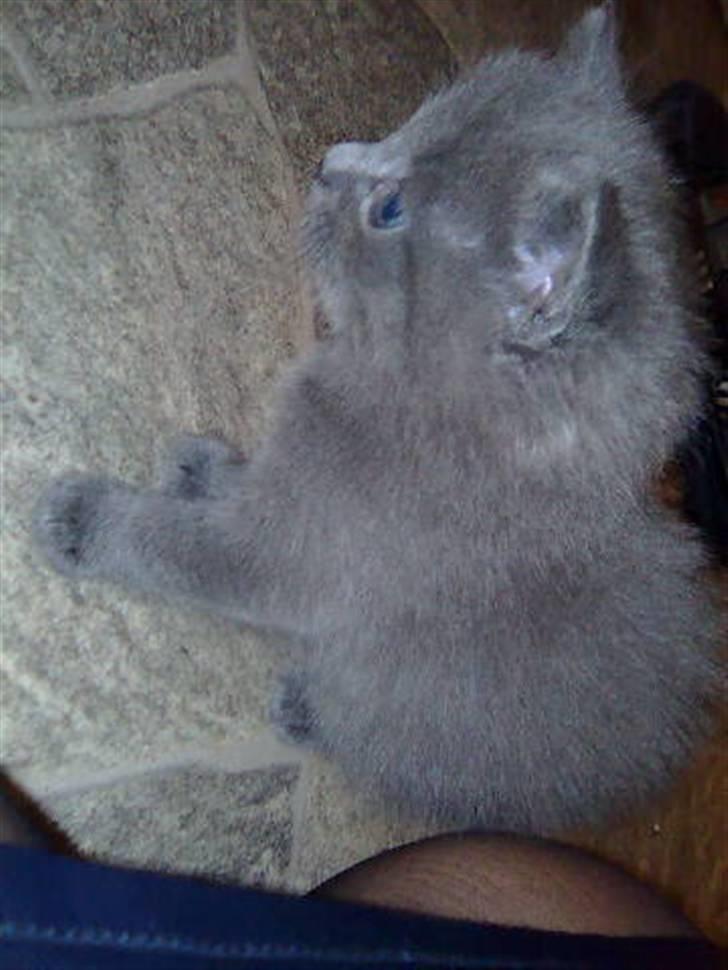 Huskat Gismo R.I.P billede 6