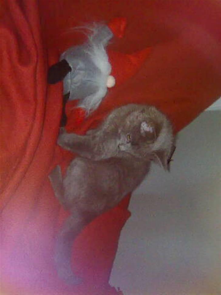 Huskat Gismo R.I.P billede 7