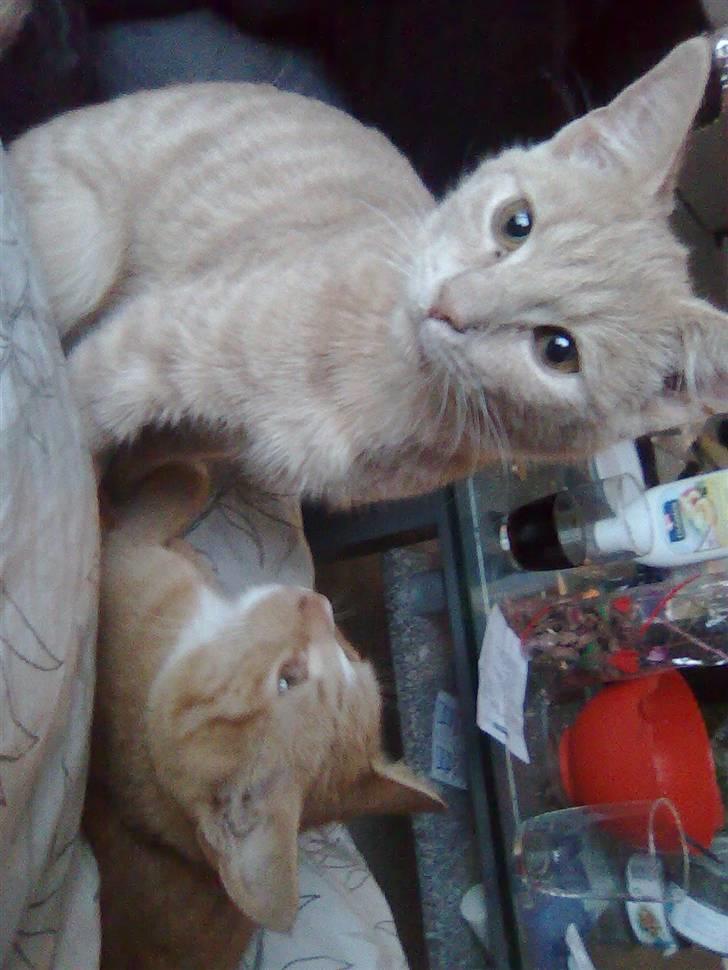 Huskat Mister/Psyko Mis billede 5