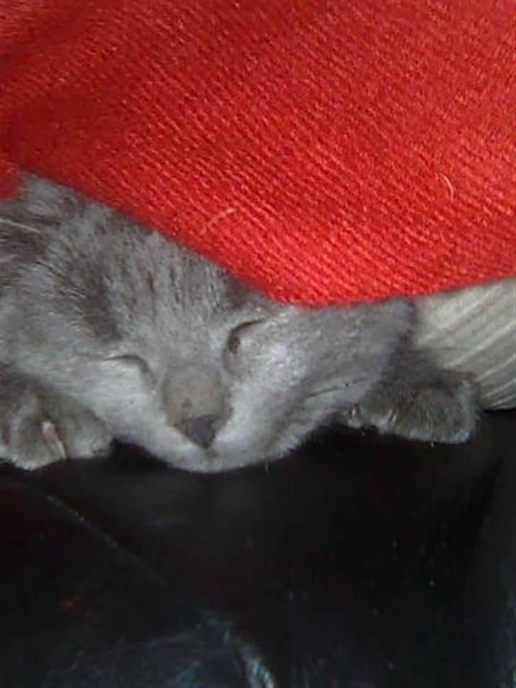 Huskat Gismo R.I.P billede 8