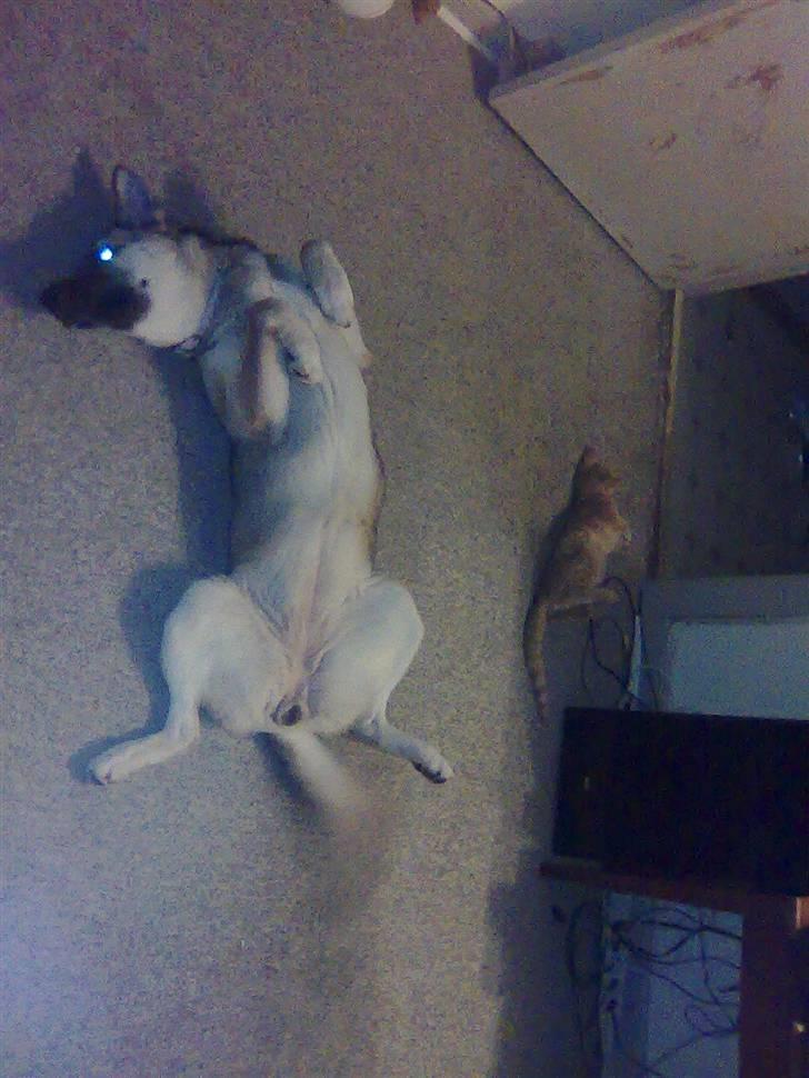 Huskat Mister/Psyko Mis billede 6