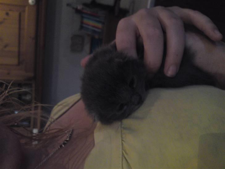 Huskat Gismo R.I.P billede 9